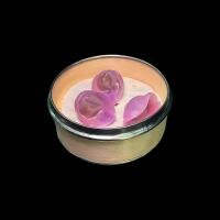 Ravioli di manzo - ASAKA SUSHI