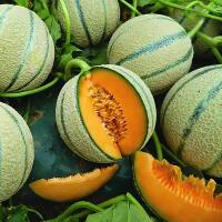 Meloncello - TradizionAle Food restaurant