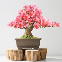 bonsai - Floreal Fioreria