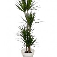 Dracena - Floreal Fioreria