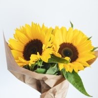 Girasoli - Floreal Fioreria