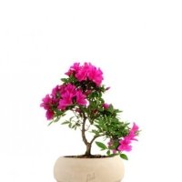 Azalea Japonica - Floreal Fioreria