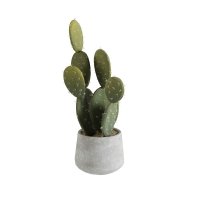 Cactus - Floreal Fioreria