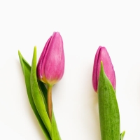 TULIPANI - Floreal Fioreria